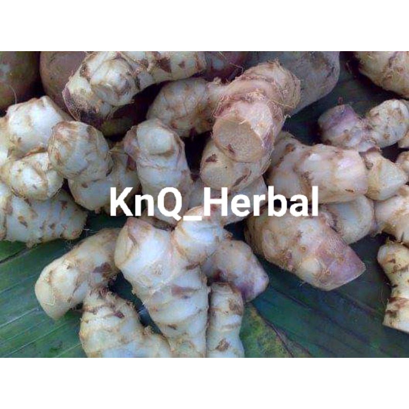 

Umbi Ganyong Merah Asli Segar 1Kg