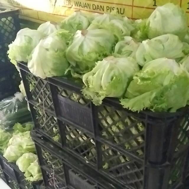 

Head lettuce super( pake karton tambahan utkbkirim ekspwdisi)