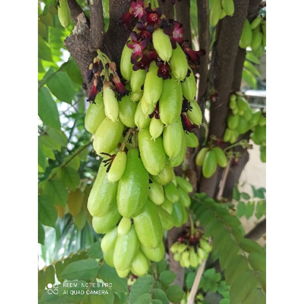 

BELIMBING WULUH(SAYUR) SEGAR 250 gr