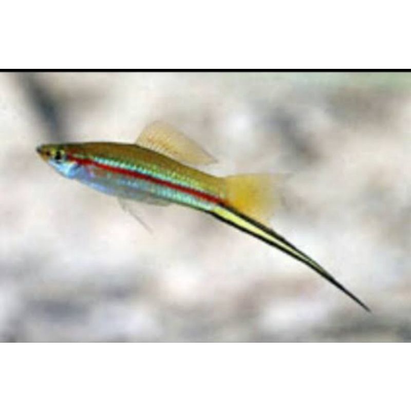 ikan hias platy pedang swordtail jantan murah cakep