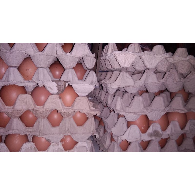 

Telur horn