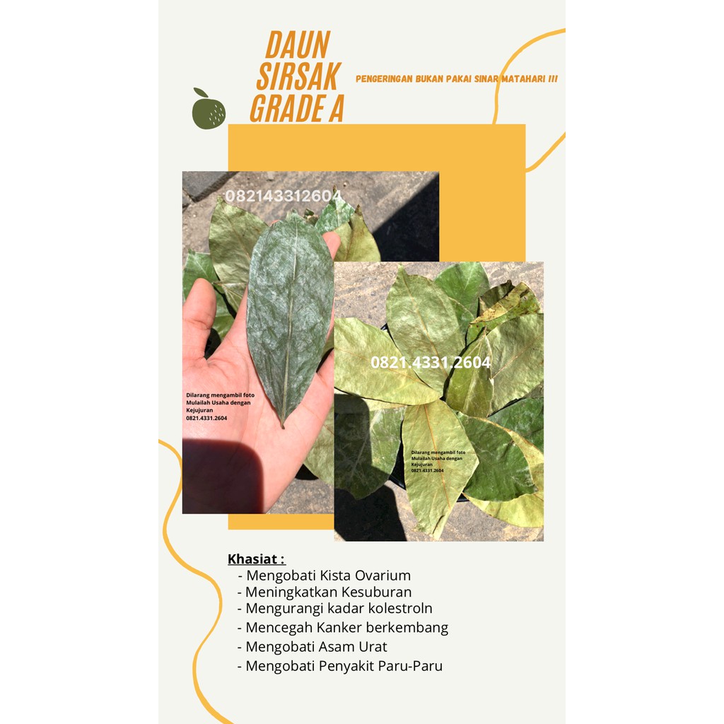 

Daun Sirsak 100gram GRADE A/Daun Sirsak Premium