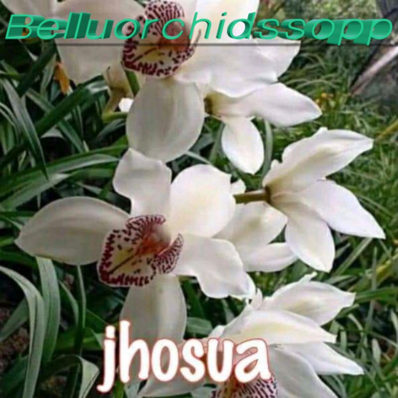 Bibit Anggrek Tanah Cimbidium (Anggrek Tanah) 375