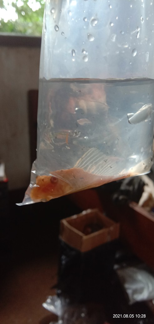 Ikan Hias Sapu Sapu Albino