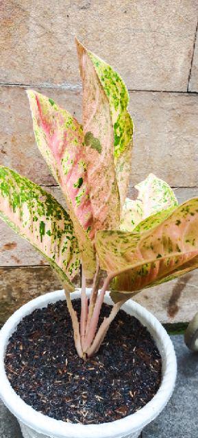 Jual Tanaman Aglonema Snowhite Dengan Harga Yang Pastinya Terjangkau Melayani Partai Maupun Ecer