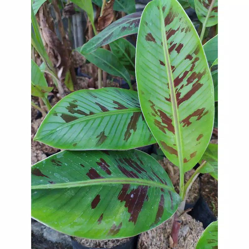 tanaman hias banana blood's