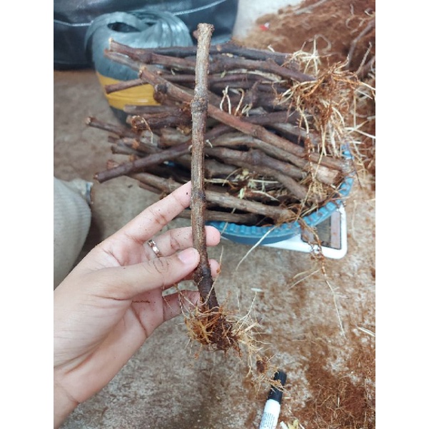 BATANG BAWAH/ROSTOOK ANGGUR AKAR SIAP GRAFTING