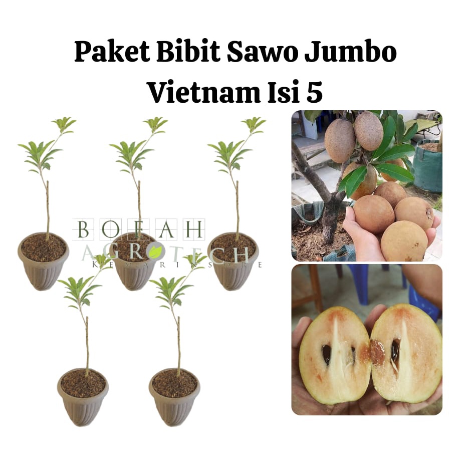 Paket Hemat Bibit Sawo Jumbo Vietnam Isi 5 Bonus Bibit Strawberry+Polibag