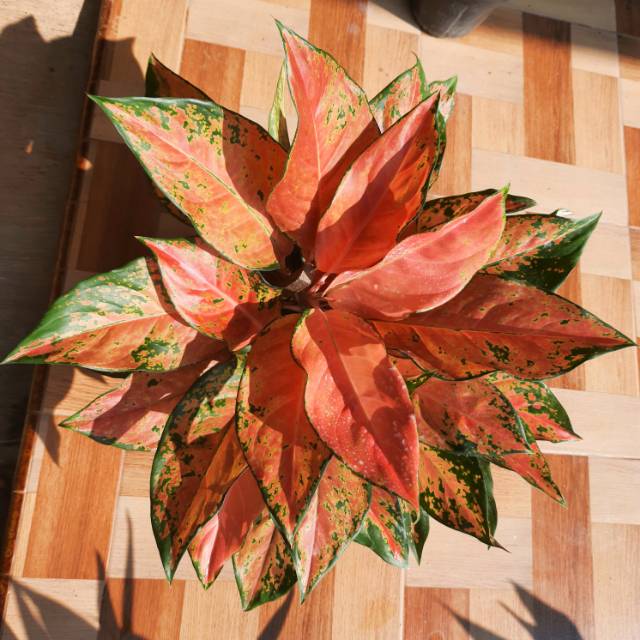 Aglonema Kochin Tembaga Rumpun 5