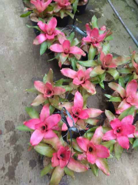 Kemeja Batik Pria Lengan Panjang Bl27 Katun Motif Modern Dixmont Semi Slimfit Premium