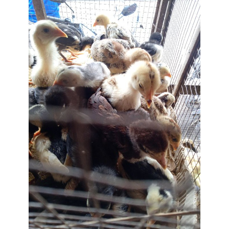 DOC ayam kampung asli - bibit anak ayam kampung