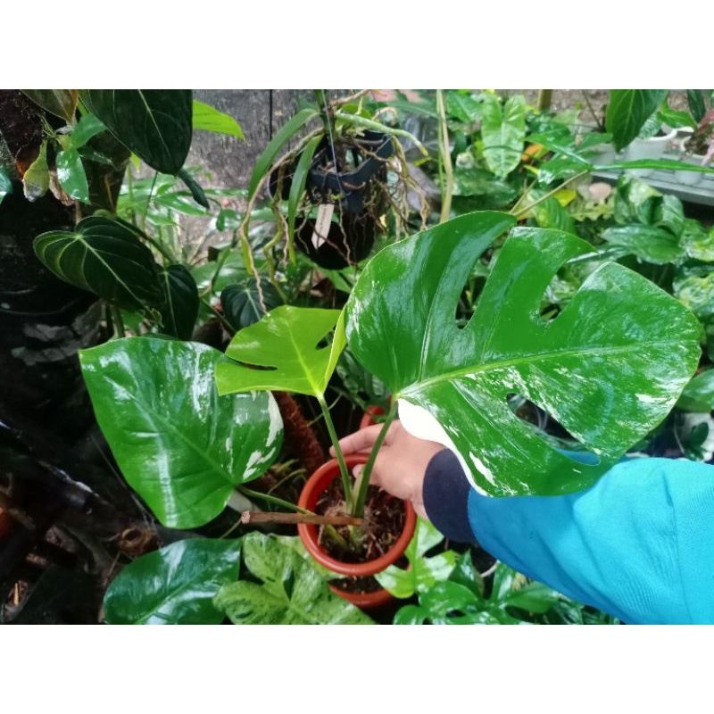 Monstera Varigata Original