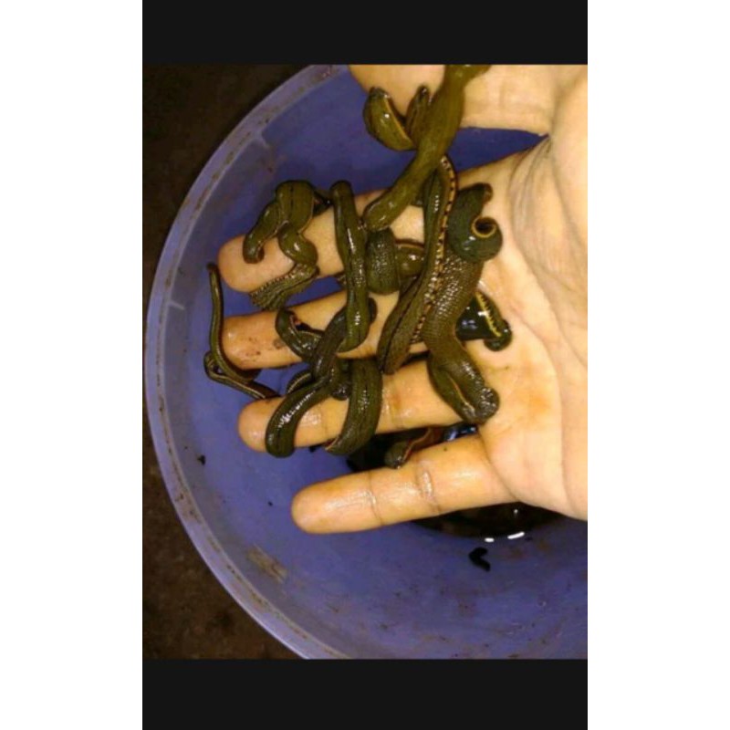 Lintah hidup lintah terapi steril minimal 20 ekor