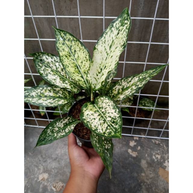 Aglonema Snowhite murah meriah