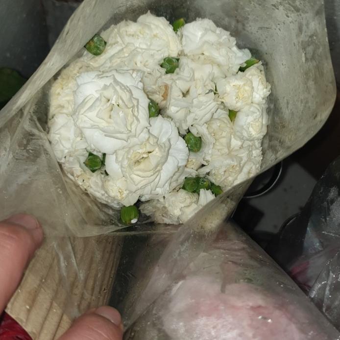 

Fresh Carnation Anyelir Segar Ready Bunga Tangerang Imlek Valentine Hot!!! R33A