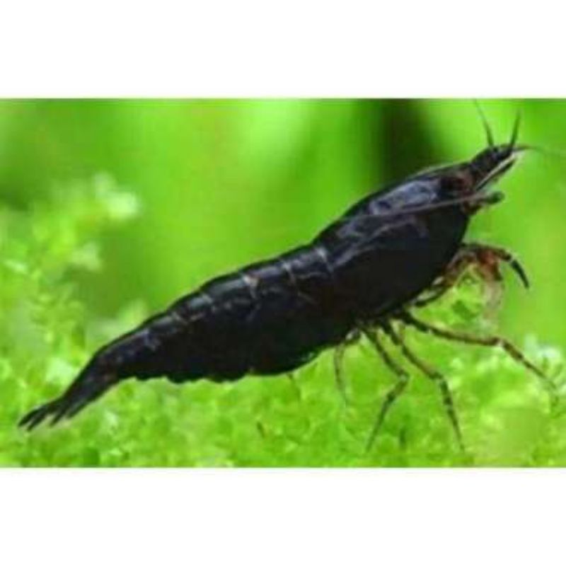 udang hias black sakura aquascape