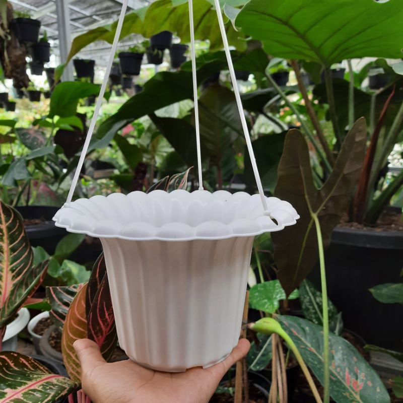 Pot Bunga Gantung Mawar Putih / Pot Tanaman