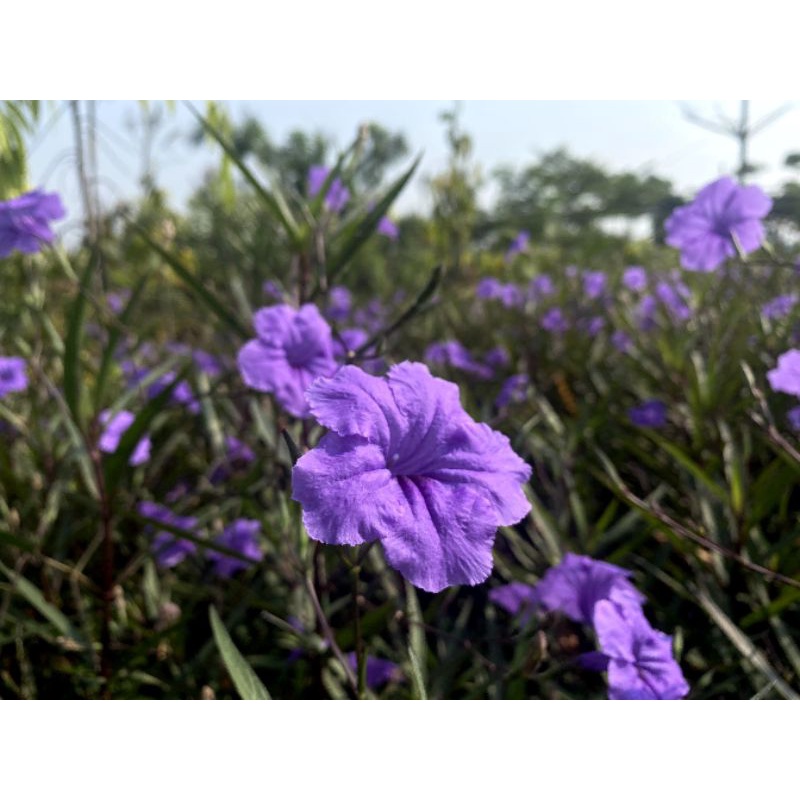 Tanaman Hias Ruellia