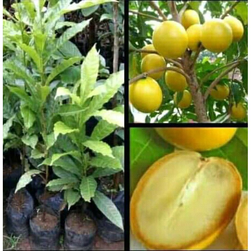 Bibit sawo abiu australi super