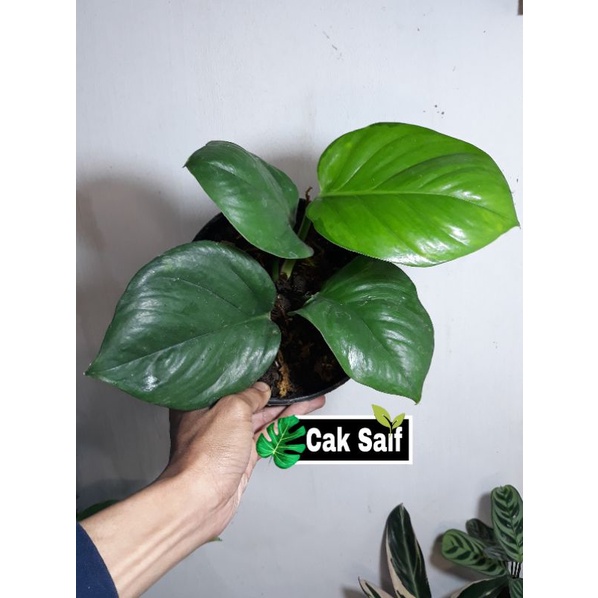 Epiremnium Manjula Golden