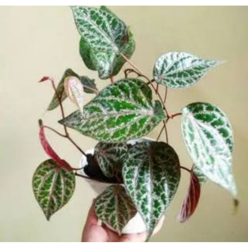 Tanaman hias sirih merah / Tanaman sirih merah