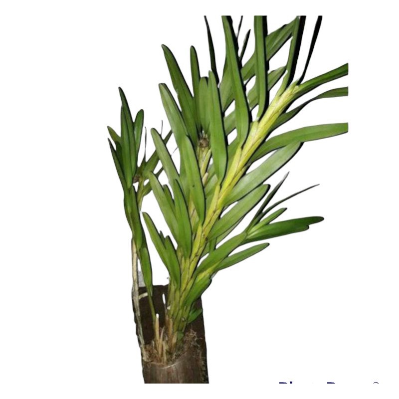 Anggrek kancing murah asli hutan