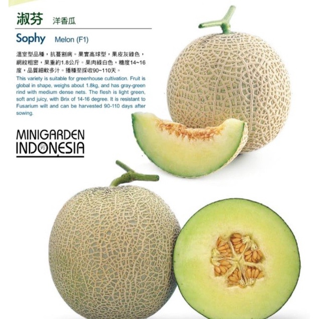 MELON SOPHY 5 GRAM benih biji bibit buah melon hijau melon jepang f1 hibrida known you seed