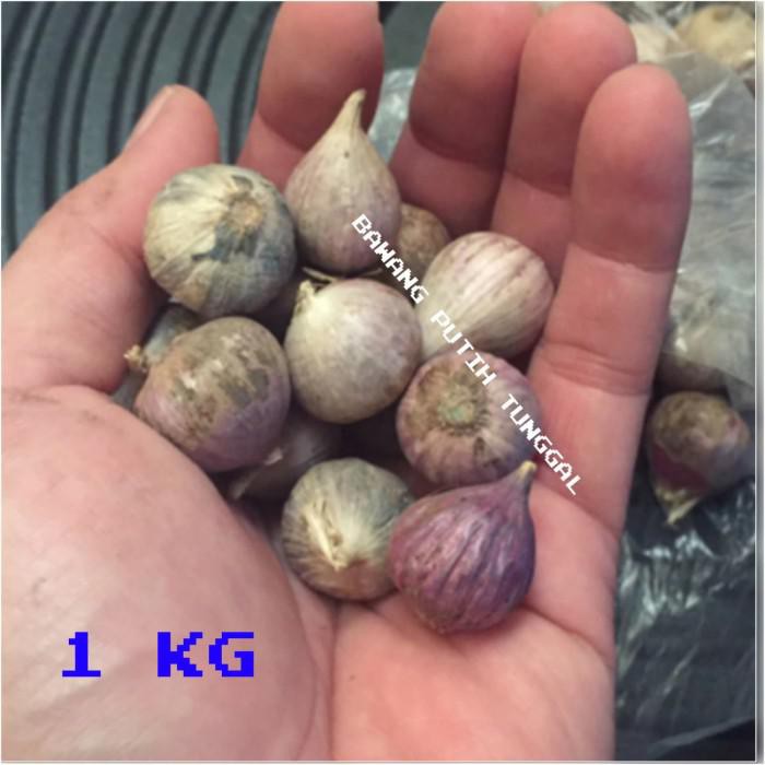 

BAWANG PUTIH TUNGGAL / BAWANG LANANG HERBAL KESEHATAN