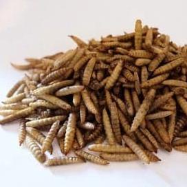 MAGGOT ( BSF ) KERING Per 1 Kg
