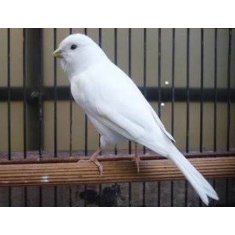 kenari loper putih dan panda