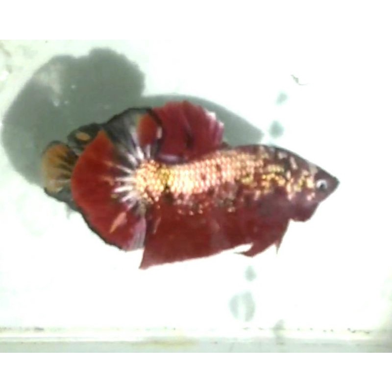cupang real red koi cooper gold ironman