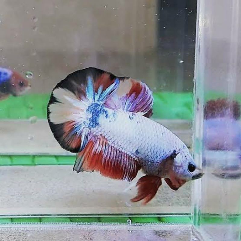 COD MURAH BAHANAN CUPANG CELLO line nemo galaxy