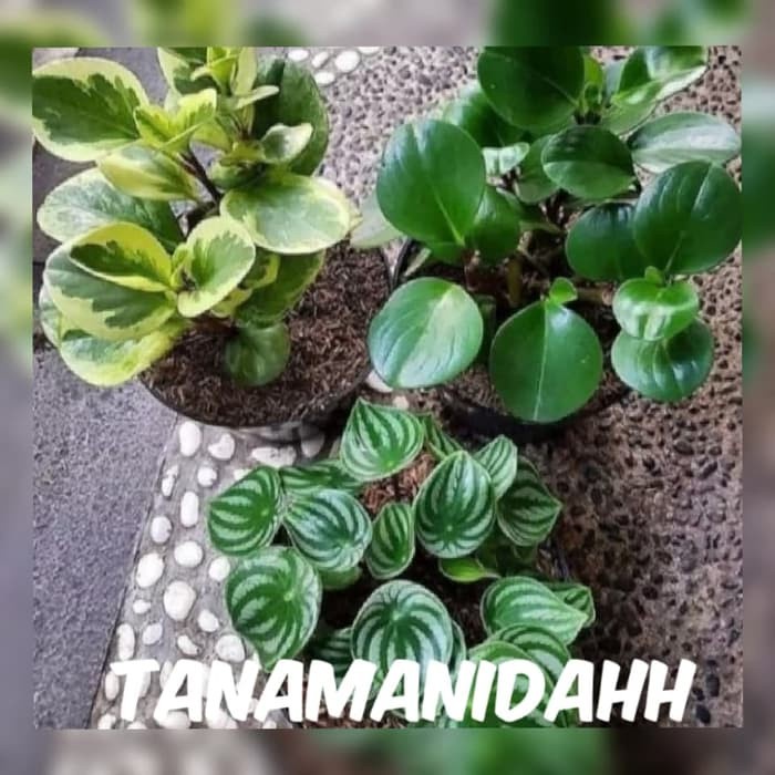 Paket 3 tamanan hias Paperomia water melon / obsifolia variegata / peperomia hijau( Tanaman hias hid