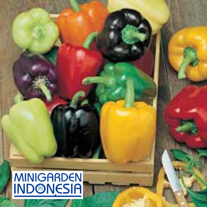 Benih paprika rainbow PEPPER SWEET COLOUR SPECTRUM 2 BIJI bibit sayur cabai cabe import F1 Mr. Fothergills