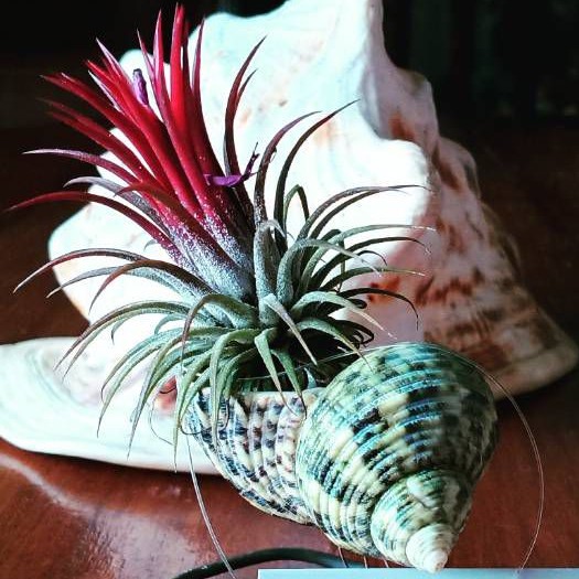 Tillandsia ionanta fuego pot kerang tanaman udara airplant