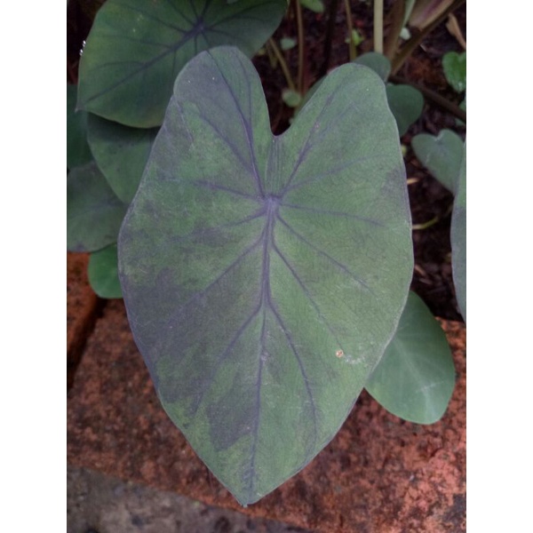 (Ukuran Besar) Colocasia Blue Hawai/Black Marble Lokal
