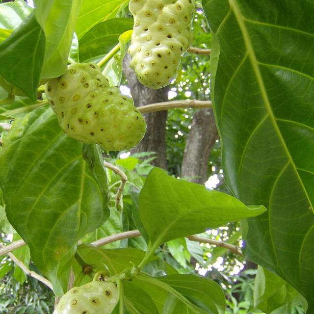 

Buah Mengkudu - 1 Kg