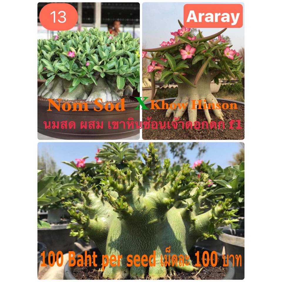 Benih Biji Adenium Nom Sod X Khow Hinson Import Thailand