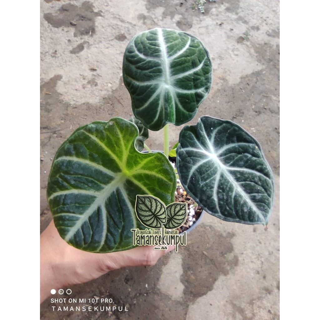 [Rawatan Alocasia Ninja Reginula] Black Velvet Ninja
