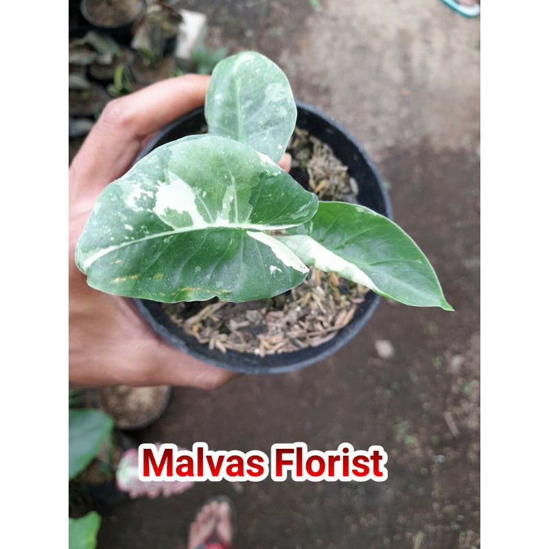 Tanaman hias - bibit bunga machrorisa variegata sente