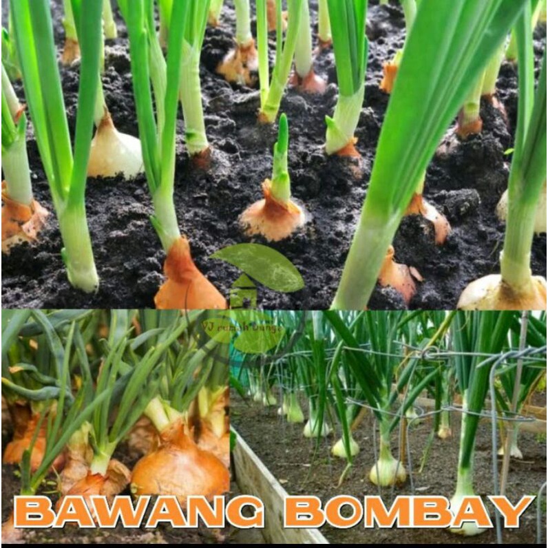 benih bibit bawang bombay