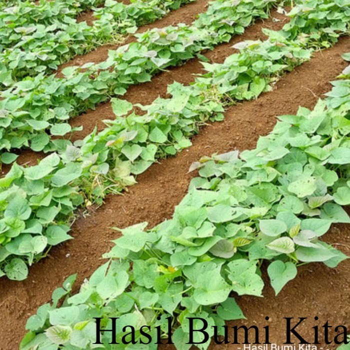 Bibit Ubi Jalar Ungu Tanaman Herbal Ubi Jalar Jepang 35 CM Tanaman Termurah & Terlengkap