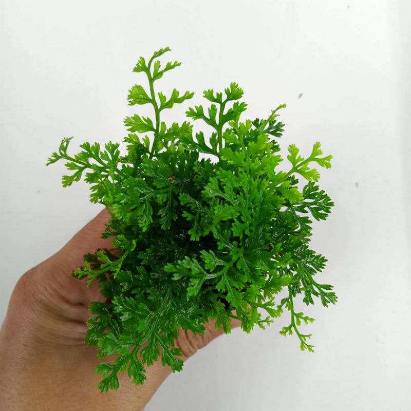 Tanaman Aquascape Aquarium Paludarium Terarium Bolbitis heteroclita difformis (mini bolbitis) on pot