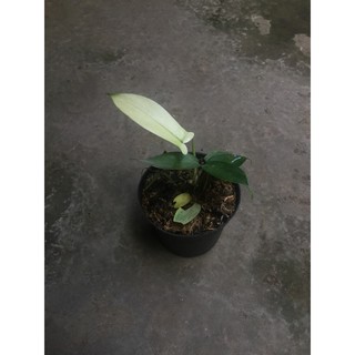 PHILODENDRON FLORIDA GHOST florida beauty Shopee Indonesia PHILODENDRON FLORIDA GHOST florida beauty Shopee Indonesia