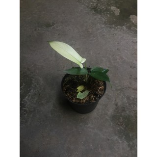 PHILODENDRON FLORIDA  GHOST  florida  beauty Shopee Indonesia