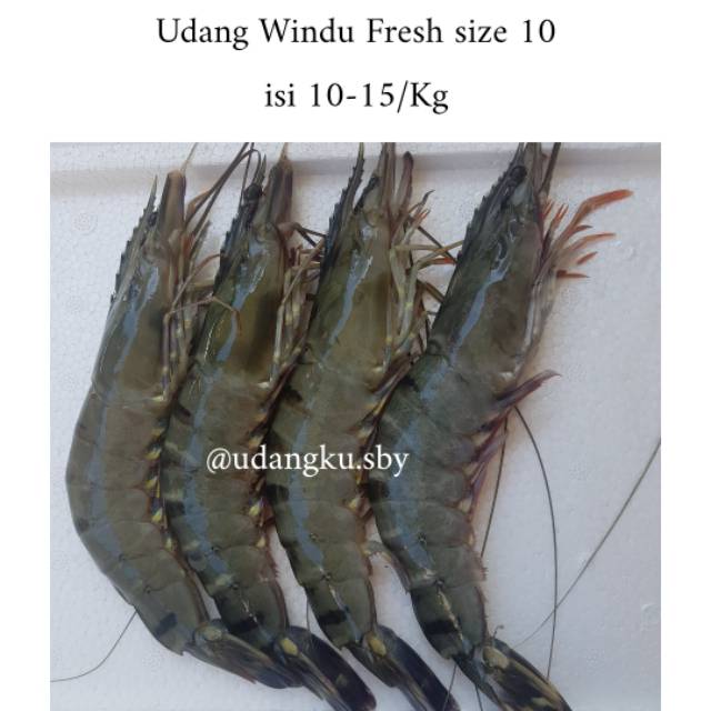 Udang Windu segar size 10