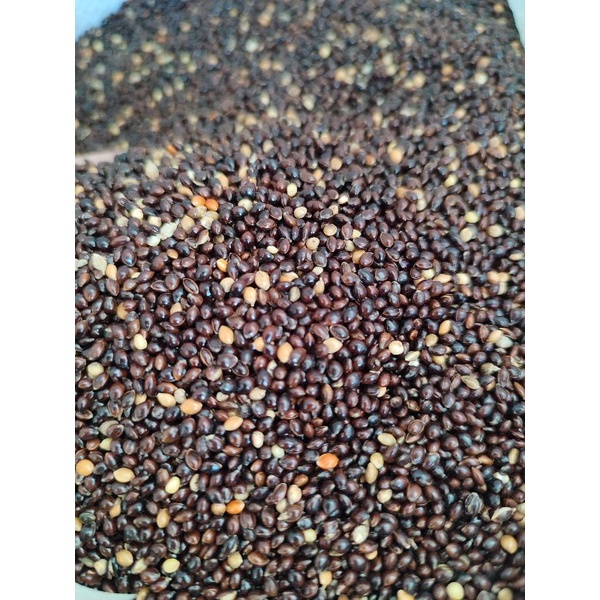 Jual BANYAK DICARI! Black Millet /Millet Hitam 100gr Shopee Indonesia