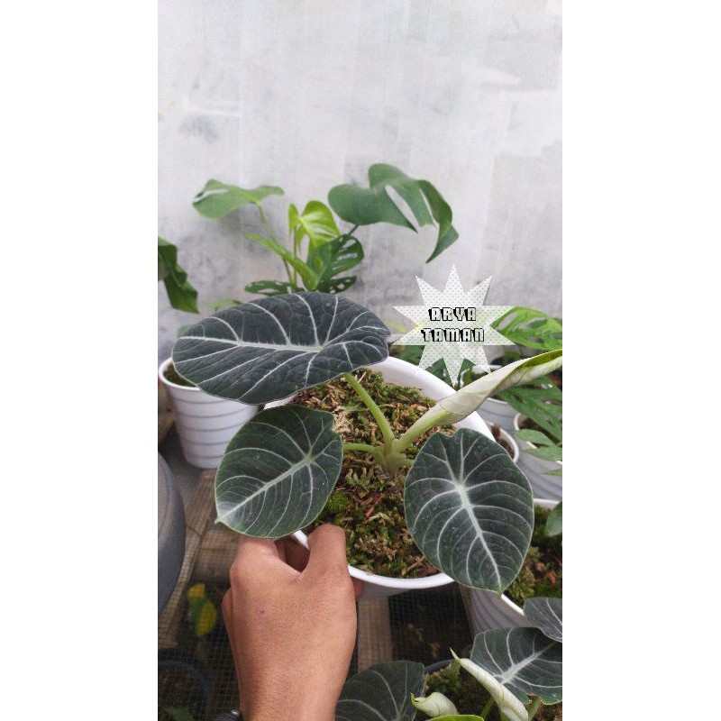 TANAMAN ALOCASIA BLACK VELVET | ALOCASIA BLACK VELVET