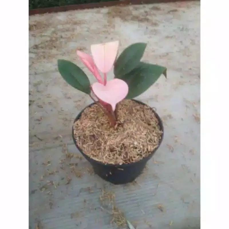 tanaman philodenron pink kongo / philo pink kongo