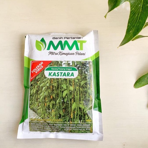 KACANG PANJANG KASTARA